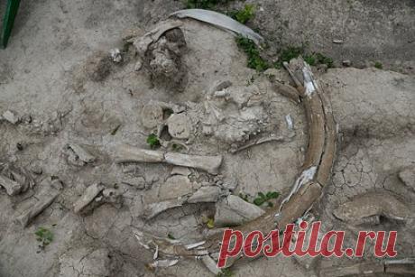 Российские пограничники изъяли из тайника бивни мамонта. В Хабаровской крае пограничники изъяли из тайника бивни мамонта. В Бикинском районе сотрудники пограничного управления ФСБ обнаружили тайник с палеонтологическими останками. Они были упакованы в полипропиленовые мешки и лежали под деревянным полом в нежилом помещении.