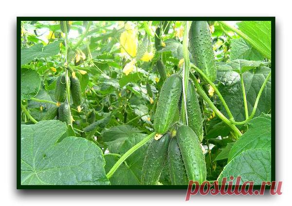 Лучшие продуктивные сорта огурцов для выращивания в теплице и открытом грунте на 2019-2020 год | 4 Сезона огородника | Яндекс Дзен