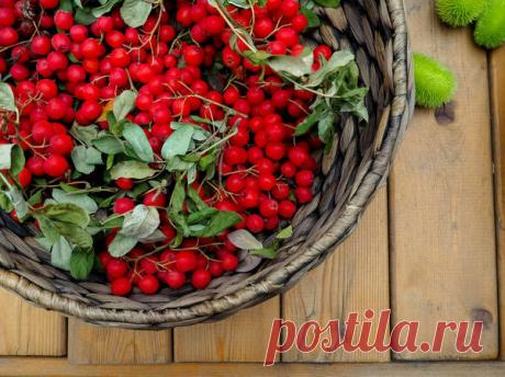 Рябина красная: польза и вред, заготовка и применение