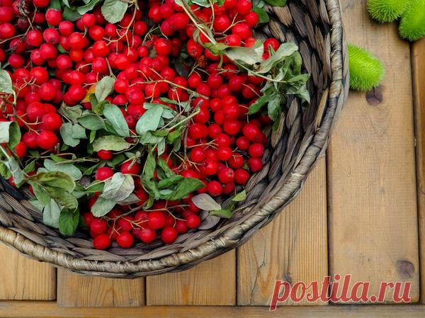 Рябина красная: польза и вред, заготовка и применение