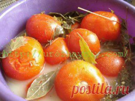 Помидоры бочковые | Урожайная дача