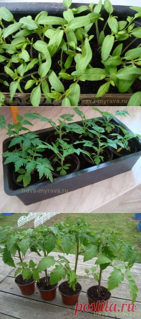 Рассада помидоров. Как ее вырастить?