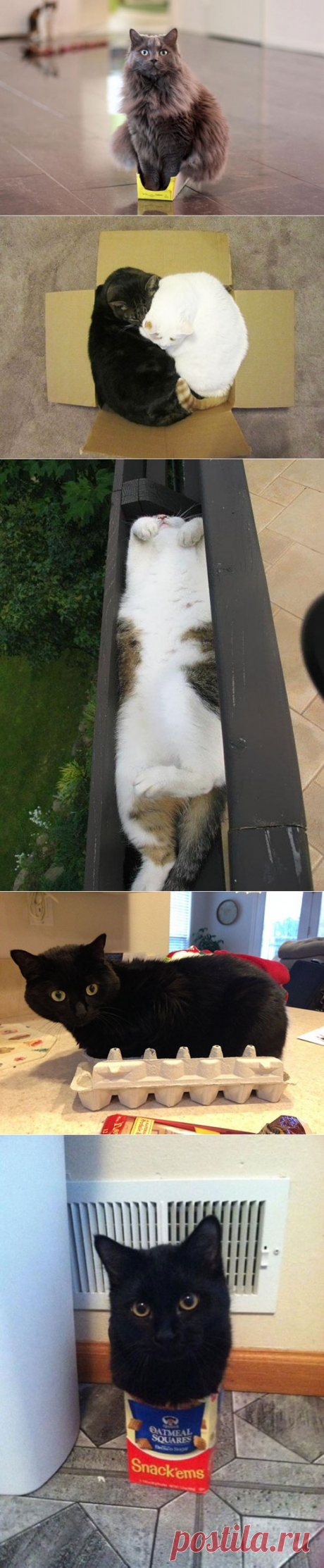 Кошки — это жидкость