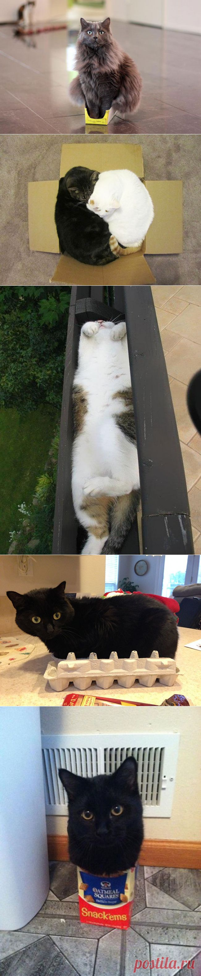 Кошки — это жидкость