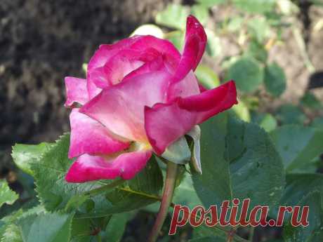 Розы