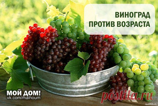 ШИПОВНИК ВЫЛЕЧИТ ГЛАЗА, А ВИНО - ОМОЛОДИТ!Тем, кто хочет отсрочить старость, нужно сейчас активно налегать на виноград: он лечит сердце, восстанавливает память плюс к тому богат на антиоксиданты. А для разнообразия можно приготовить целебное молодое вино-бурчак по такому рецепту.

Темный виноград не мою (на ягодах находятся