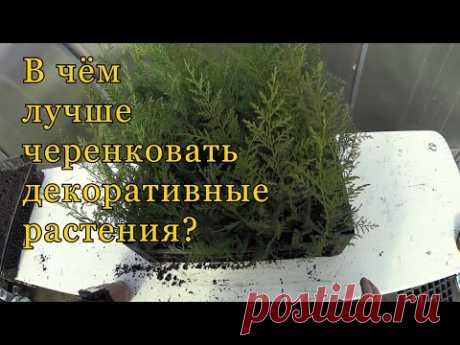 В чем лучше черенковать декоративные растения? Лотки, кассеты или ящики?