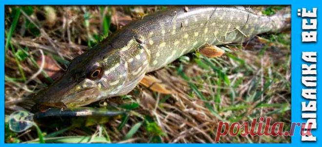 Как погодные условия влияют на клев щуки | Рыбалка Всё | Дзен