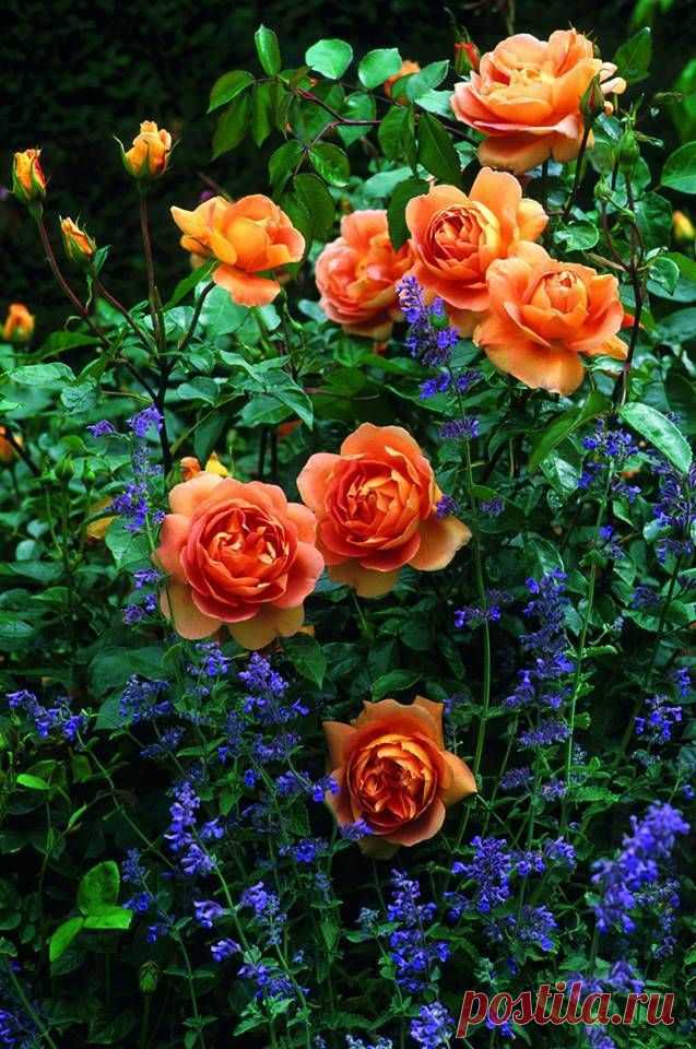 "Pat Austin" One of the gorgeous varieties of David Austin roses for the mixed border. Love his Roses!!♡♡♡