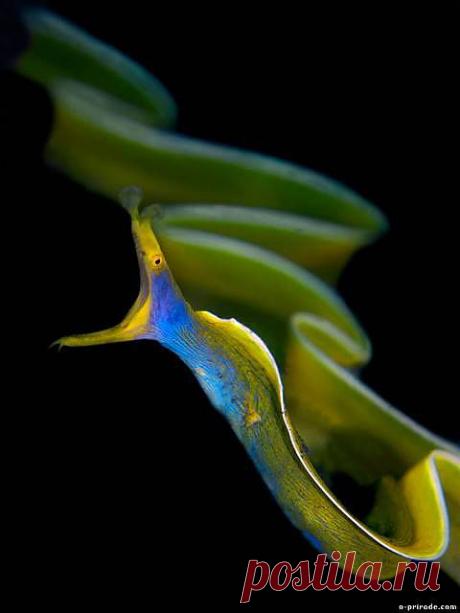 красные волны