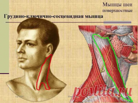 Какая мышца шеи исправляет осанку и отвечает за &quot;вдовий горбик&quot;? Упражнения: фото и видео! | 7 минут на красоту | Яндекс Дзен