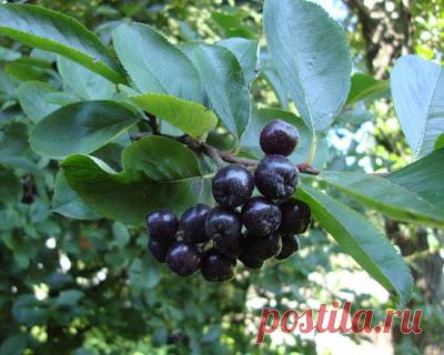 (Aronia melanocdrpa) – (черноплодная рябина) многолетник. 2-2,5 м. При нарушении проницаемости сосудов, ревматизм, гипертония.При химическом исследовании плодов аронии, установлено большое содержание в них сахаров- 6,2-10,8 % веса свежих ягод, среди них имеются сахароза, глюкоза, фруктоза, есть также органические кислоты, дубильные вещества, витамины С, РР, В2, Е, каротин. По содержанию аскорбиновой кислоты плоды аронии превосходят мандарины, землянику, малину, красную смородину. Черноплодная ря