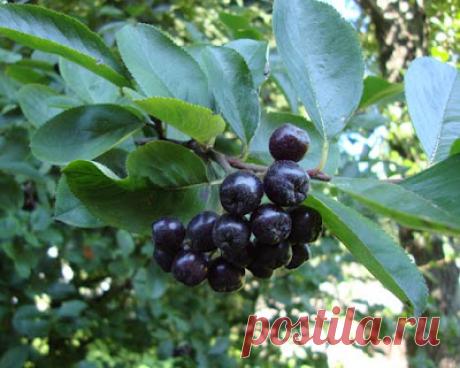 (Aronia melanocdrpa) – (черноплодная рябина) многолетник. 2-2,5 м. При нарушении проницаемости сосудов, ревматизм, гипертония.При химическом исследовании плодов аронии, установлено большое содержание в них сахаров- 6,2-10,8 % веса свежих ягод, среди них имеются сахароза, глюкоза, фруктоза, есть также органические кислоты, дубильные вещества, витамины С, РР, В2, Е, каротин. По содержанию аскорбиновой кислоты плоды аронии превосходят мандарины, землянику, малину, красную смородину. Черноплодная ря