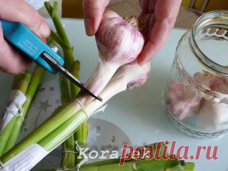 Маринованный чеснок. / Болталка / Кулинария