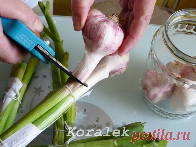 Маринованный чеснок. / Болталка / Кулинария