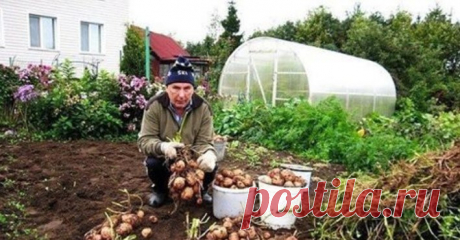 Как с 20-ти кустов собрать 40 вёдер картофеля — Копилочка полезных советов