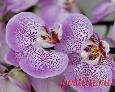 Проверьте - что не хватает Вашей Орхидее. | Диссертация женских дел | Яндекс Дзен