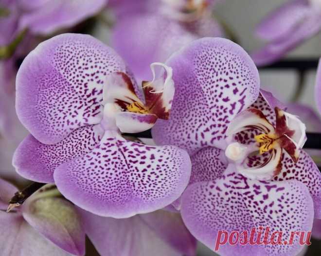 Проверьте - что не хватает Вашей Орхидее. | Диссертация женских дел | Яндекс Дзен