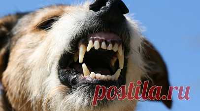 Специалист Метелин: агрессивным животным требуется помощь зоопсихолога. Зоопсихолог сервиса «Лапка» Константин Метелин рассказал о своей профессии. По его словам, это специалисты, которые разбирают поведение животных и знают, почему питомцы проявляют себя тем или иным образом. Читать далее