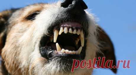 Специалист Метелин: агрессивным животным требуется помощь зоопсихолога. Зоопсихолог сервиса «Лапка» Константин Метелин рассказал о своей профессии. По его словам, это специалисты, которые разбирают поведение животных и знают, почему питомцы проявляют себя тем или иным образом. Читать далее