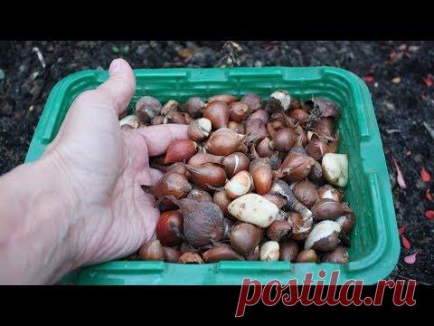 Как сажать детки тюльпанов