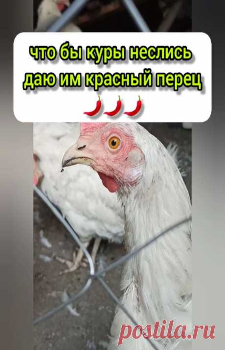 Константин в Instagram: «#огород #будниогородника #домохозяйство #деревенскаяжизнь #жизньзагородом #куры #курынесушки #леггорн #молодойпарнишка #парнишкамолодой»