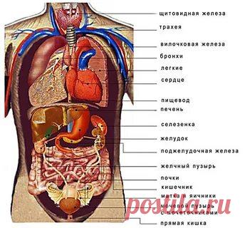 ВСЕ ВНУТРЕННИЕ ОРГАНЫ ЧЕЛОВЕКА: 2 тыс изображений найдено в Яндекс Картинках