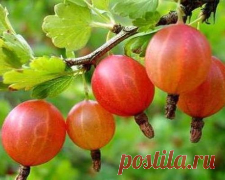 Готовим крыжовник к зиме