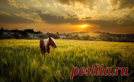 Всем любителям пейзажной фотографии;)) Кони, поле, закат… — Фотоискусство