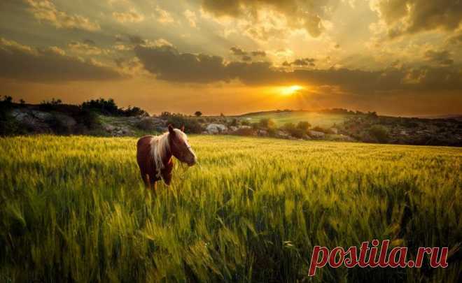 Всем любителям пейзажной фотографии;)) Кони, поле, закат… — Фотоискусство