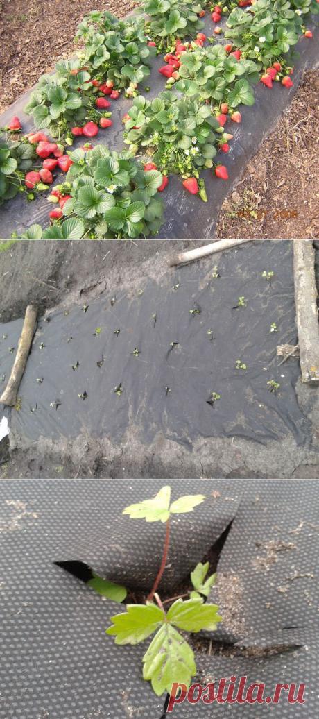 Первые посадки или как не надо использовать черный Агроспан.