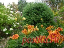 Как вырастить тую на даче? - Садоводка