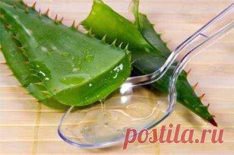 Лечение алоэ разных болезней