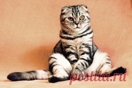 О плохом настроении кота расскажут 7 признаков поведения, которые не стоит игнорировать