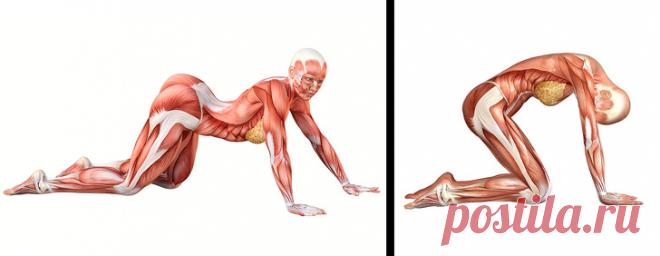 10 упражнений на растяжку, которые подарят вам гибкость кошки за 4 недели
Пластичность мышц гораздо сильнее влияет на наше самочувствие, чем мы думаем. Эксперты считают, что развитая гибкость...
Читай дальше на сайте. Жми подробнее ➡