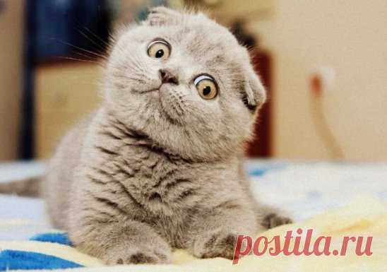 Настоящая женщина должна быть вредной и kапризной. А знаете почему?! ПОТОМУ ЧТО!