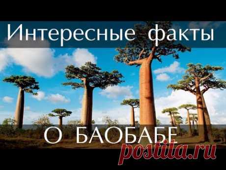Интересные факты о Баобабе
