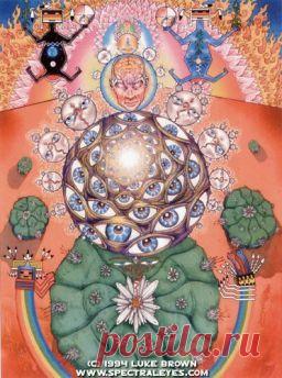 кактусы пейот: 2 тыс изображений найдено в Яндекс.Картинках