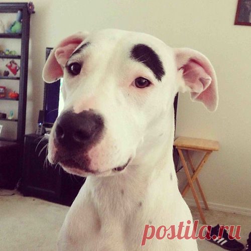 Природа-шутница.