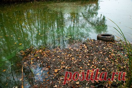 В российском регионе мужчина заблудился в лесу и увяз в болоте