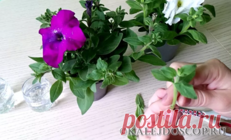 Из одного куста петунии я черенкую десять! | Калейдоскоп
