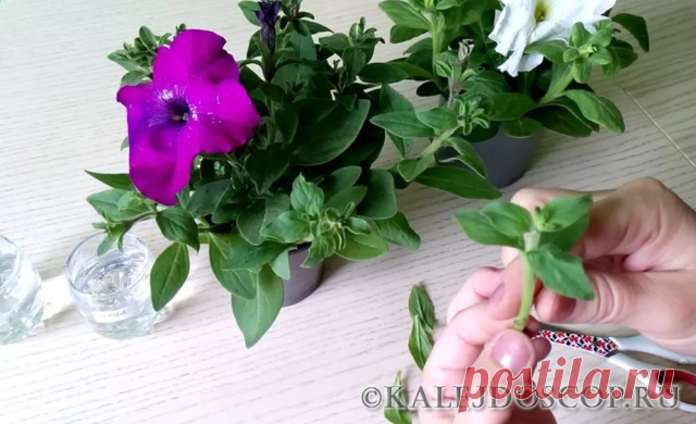 Из одного куста петунии я черенкую десять! | Калейдоскоп