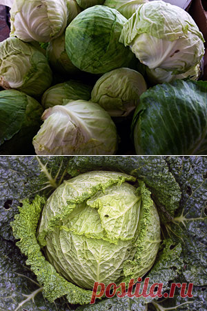 Капуста – посадка и уход в открытом грунте, фото капусты, выращивание рассады капусты; болезни и вредители капусты