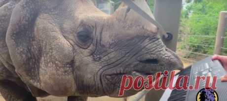 Некоторые крокодилы в свой день рождения играют на гармошке, а продвинутый носорог-именинник – на синтезаторе.