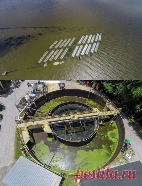 Дизельное топливо из водорослей - экспериментальный завод в Алабаме