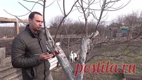 САМАЯ ПРОСТАЯ ПРИВИВКА ПОЧКОЙ! КАК ПРИВИТЬ ЛЮБОЕ ДЕРЕВО В САДУ!