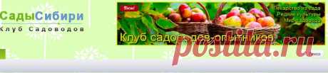 Распопов Геннадий Фёдорович, садовод-испытатель из Новгородской области, публикации - Сады Сибири
