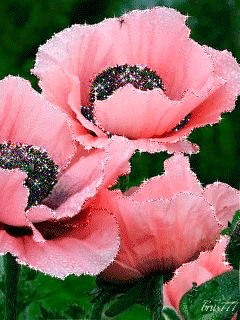 GIFS HERMOSOS: flores encoontradas en la web