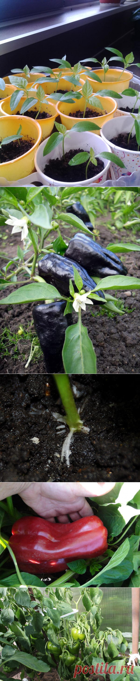 Перец – особенности ухода, посадки и выращивания