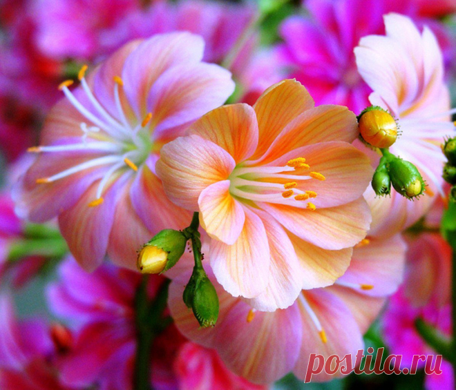 h-5192.jpg (1196×1024)